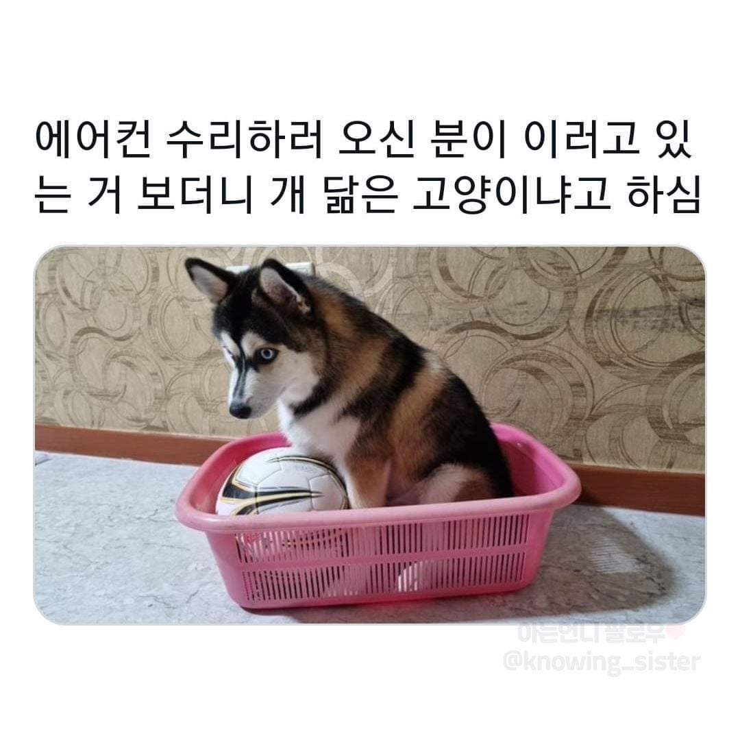 동물보고 눈에 보이는대로 부르는 어른들 | 인스티즈