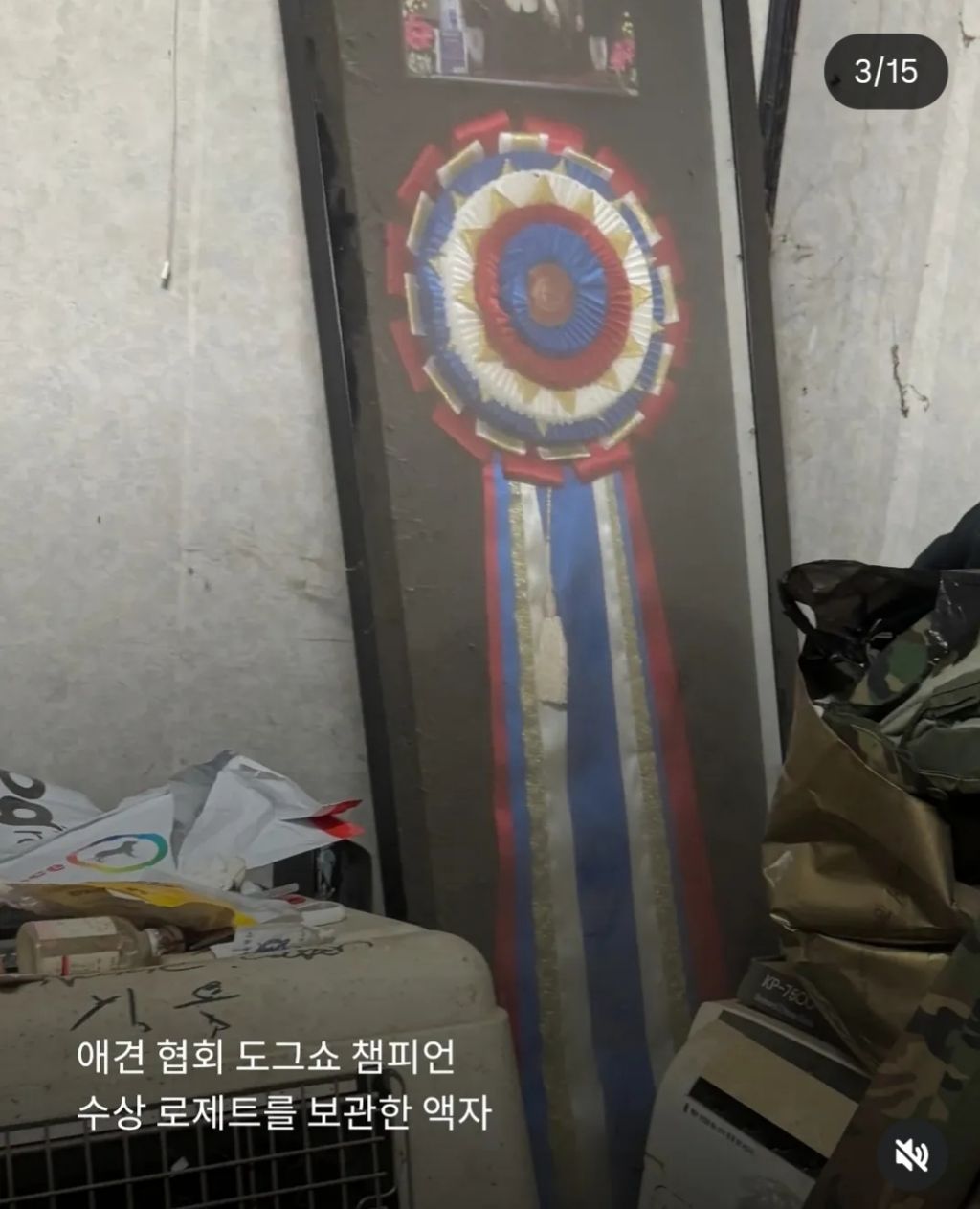 쇼독 챔피언 혈통견,브리더,켄넬 의 실체 | 인스티즈