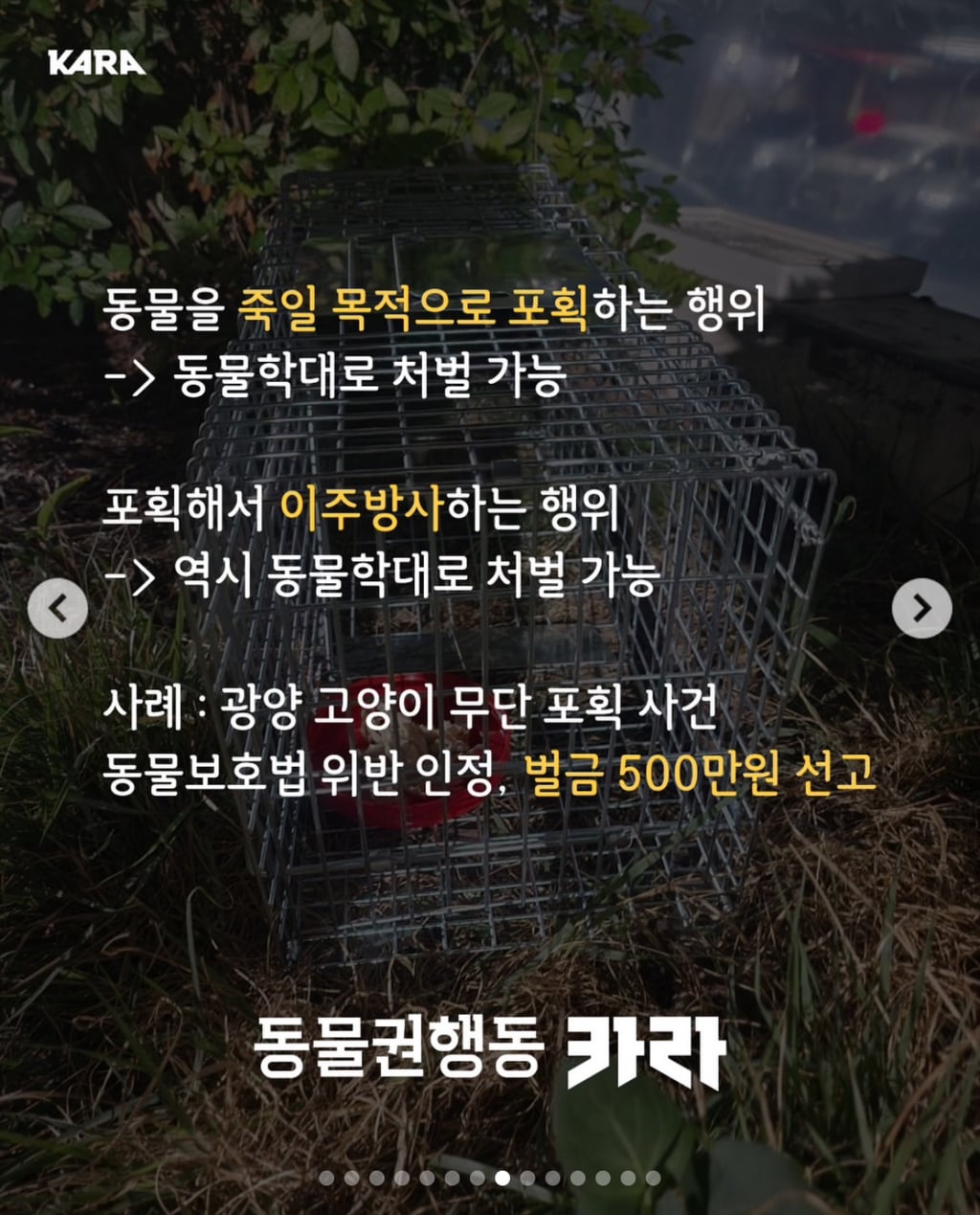 성남시 수정구, 야밤에 고양이 불법포획하는 남자 제보받고 있음 | 인스티즈