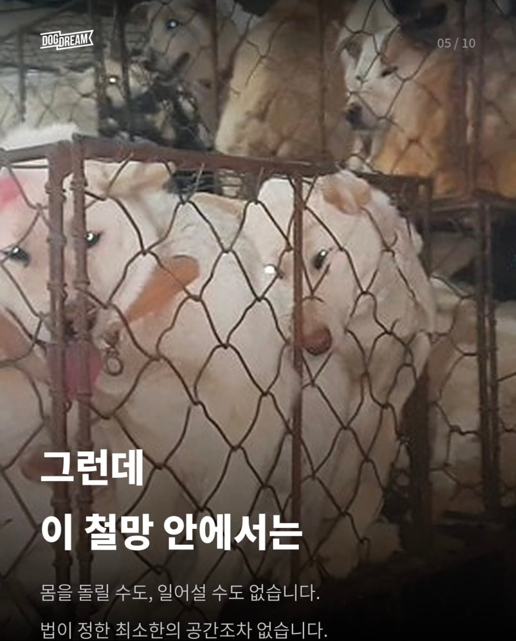 개장수 트럭 신고방법 | 인스티즈