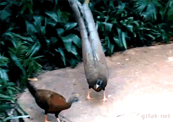 구애의 춤 추는 동물들.gif | 인스티즈
