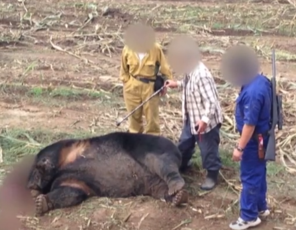 일본에서 잡힌 400kg 왕곰 | 인스티즈