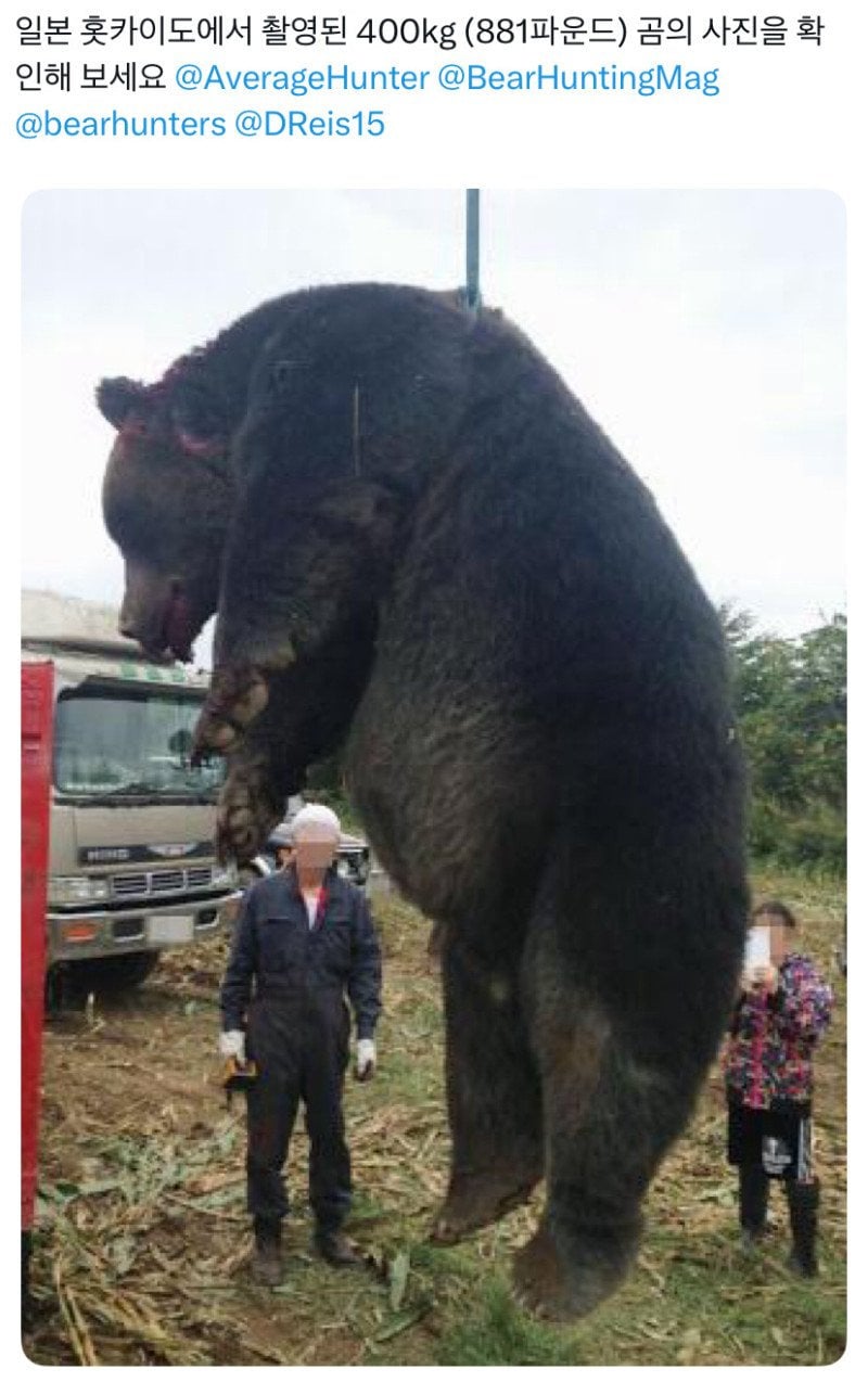 일본에서 잡힌 400kg 왕곰 | 인스티즈
