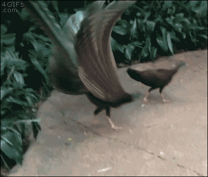 구애의 춤 추는 동물들.gif | 인스티즈