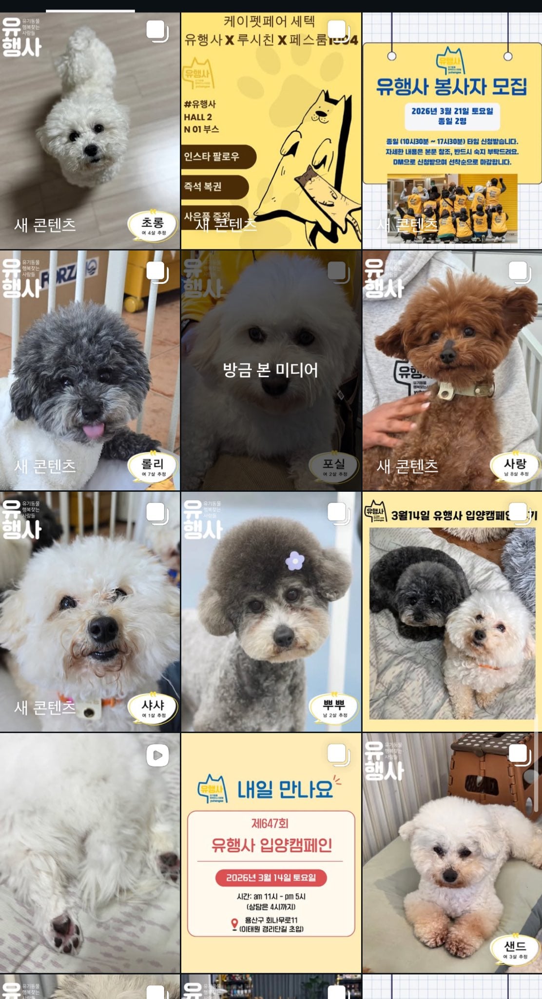 님들이 원하는 강아지 품종 이제 포인핸드에도 다 있음.twt | 인스티즈