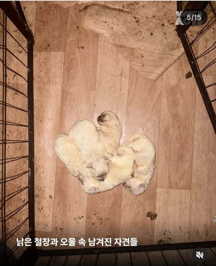 가정분양의 뒷모습, 어떠신가요? | 인스티즈