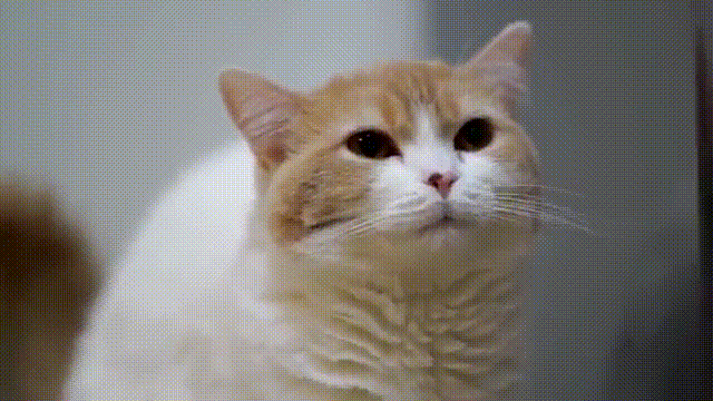 고양이 똥 쌀때 표정.gif | 인스티즈