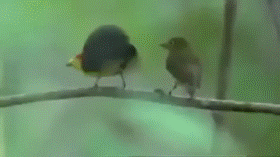 구애의 춤 추는 동물들.gif | 인스티즈