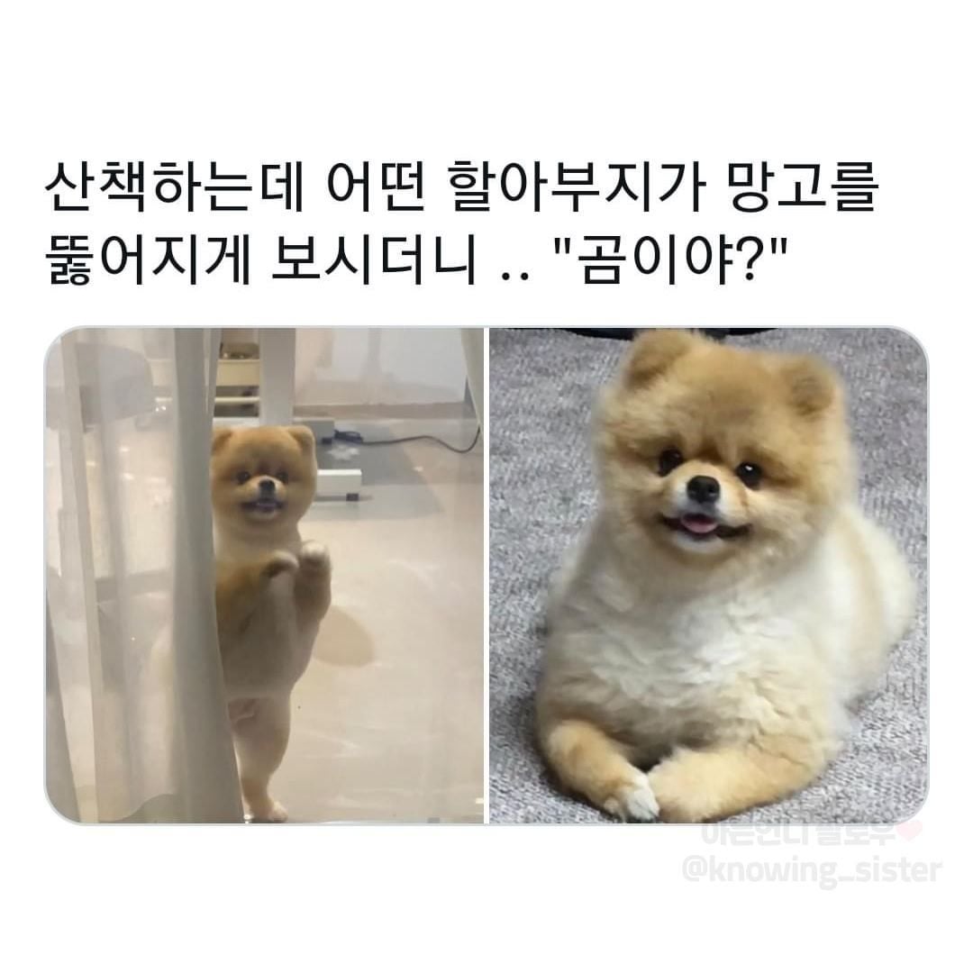 동물보고 눈에 보이는대로 부르는 어른들 | 인스티즈