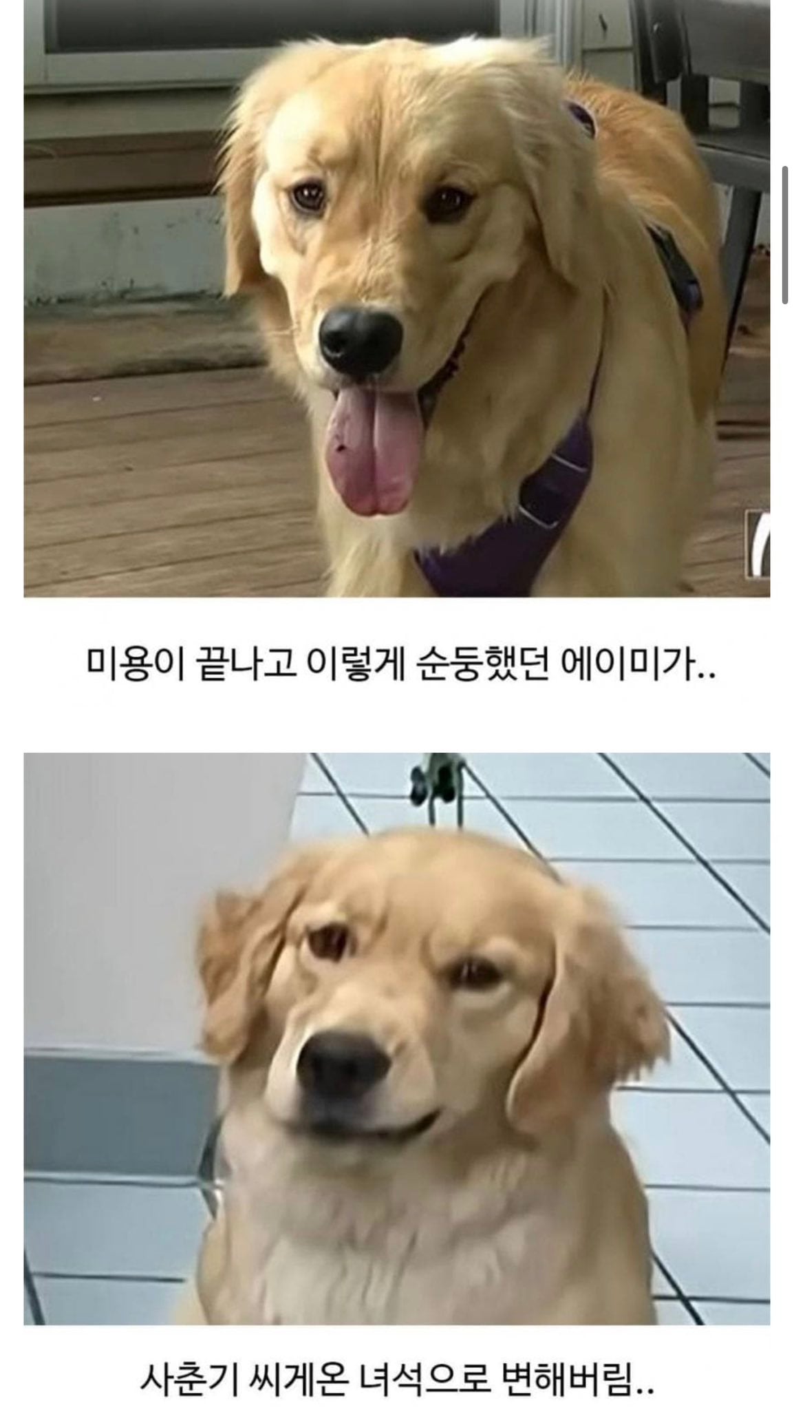 미용실 다녀온 후 표독해진 골든리트리버 | 인스티즈