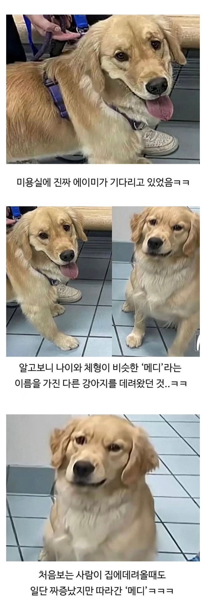 미용실 다녀온 후 표독해진 골든리트리버 | 인스티즈