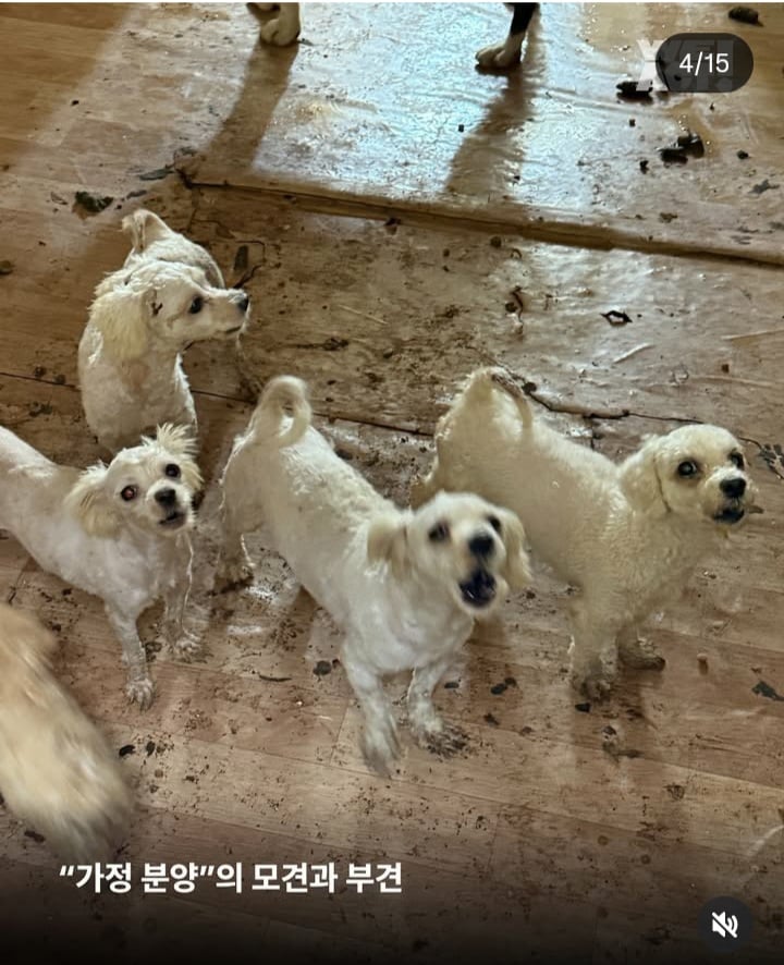 가정분양의 뒷모습, 어떠신가요? | 인스티즈