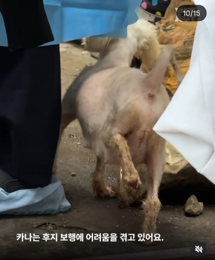 가정분양의 뒷모습, 어떠신가요? | 인스티즈
