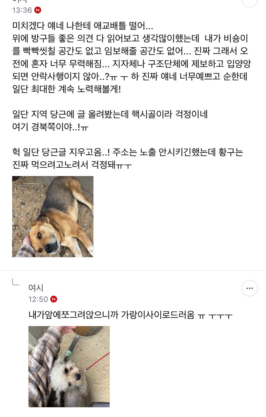 미니비숑 입양할 여시 없을까? | 인스티즈