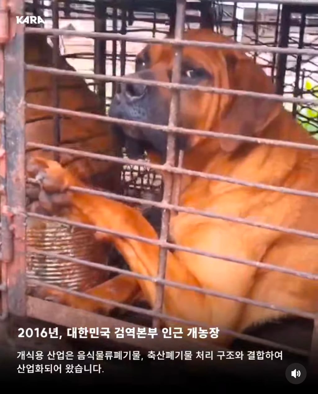 정부가 허락한 동물학대, 음식물 쓰레기 처리수단 ~ing | 인스티즈