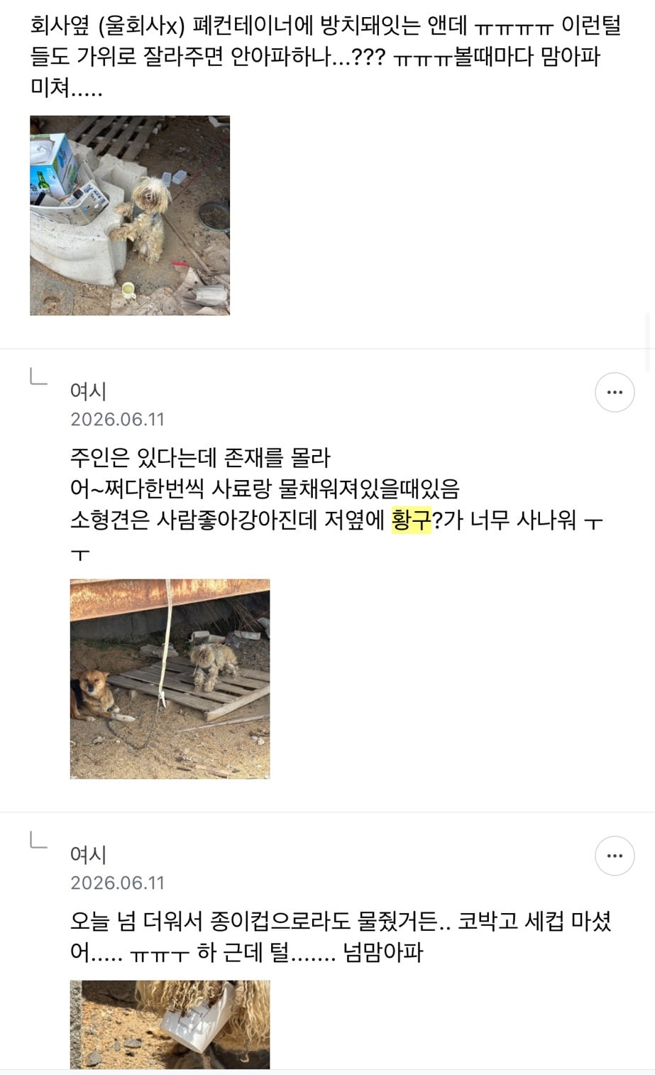 미니비숑 입양할 여시 없을까? | 인스티즈