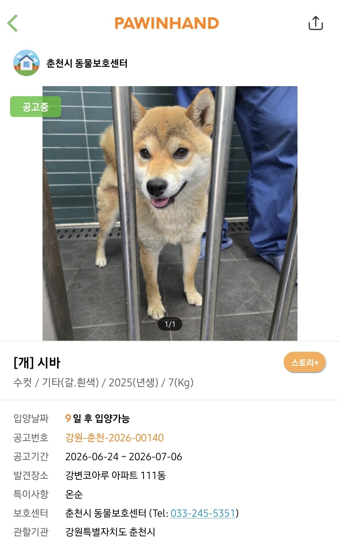 포인핸드에 진짜 아기 품종견 많은지 찾아봄.jpg | 인스티즈