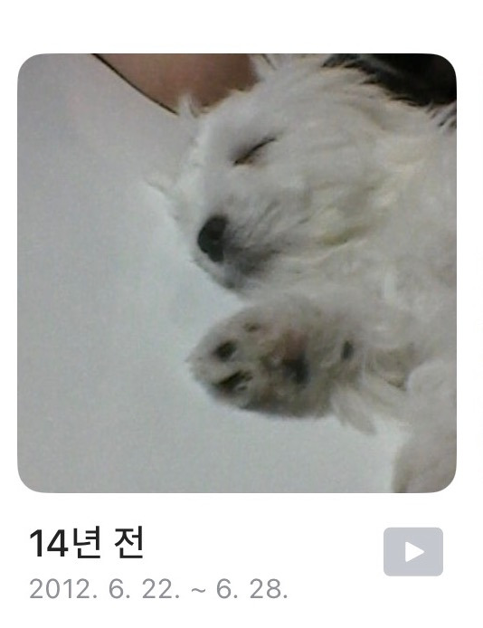 한결같은 우리집 강아지… | 인스티즈