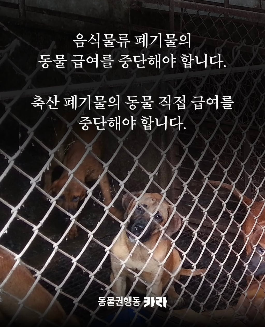 정부가 허락한 동물학대, 음식물 쓰레기 처리수단 ~ing | 인스티즈