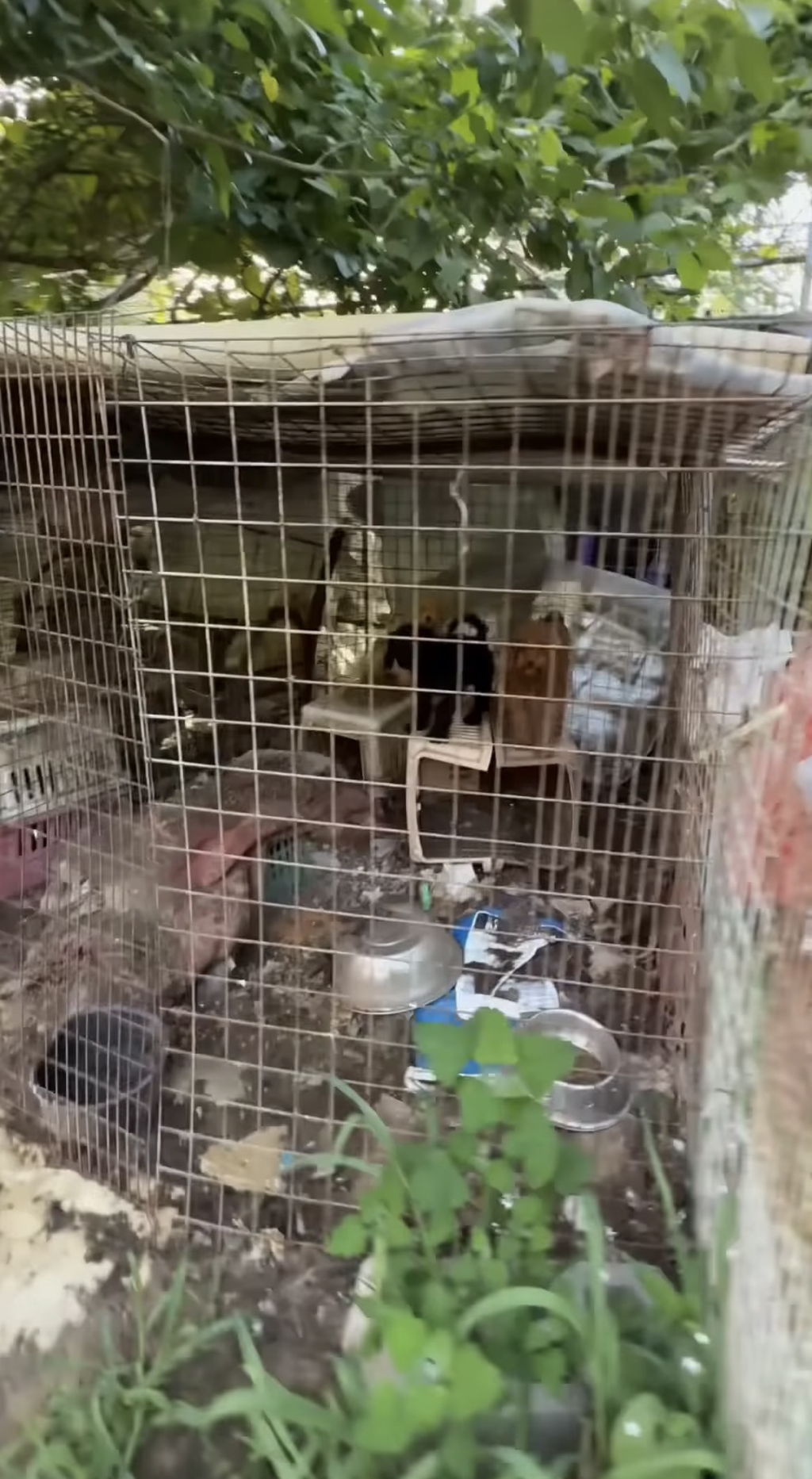 경찰 신고도 소용없었던 번식장 드디어 내일 구조 예정 🔥관심 부탁해🔥 | 인스티즈