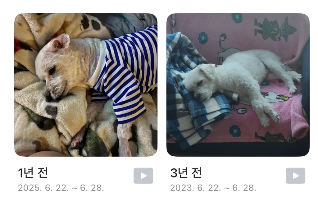 한결같은 우리집 강아지… | 인스티즈