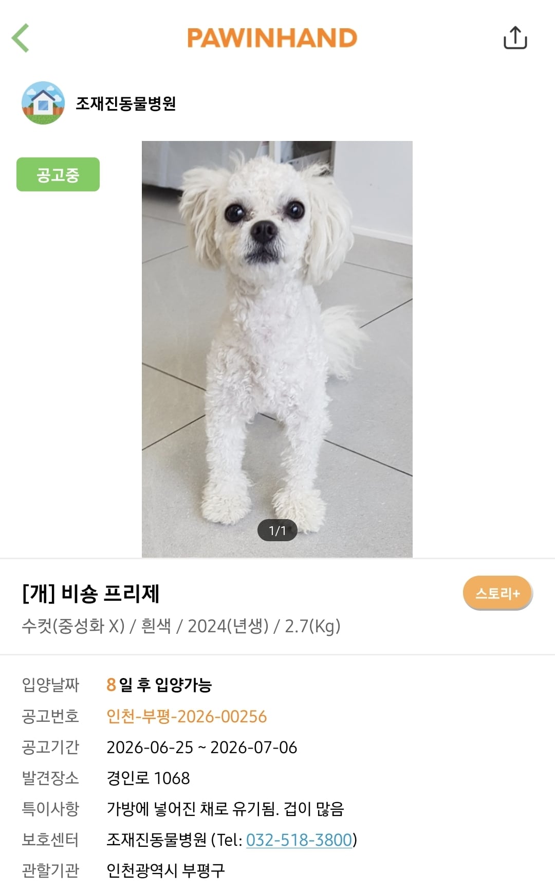 포인핸드에 진짜 아기 품종견 많은지 찾아봄.jpg | 인스티즈
