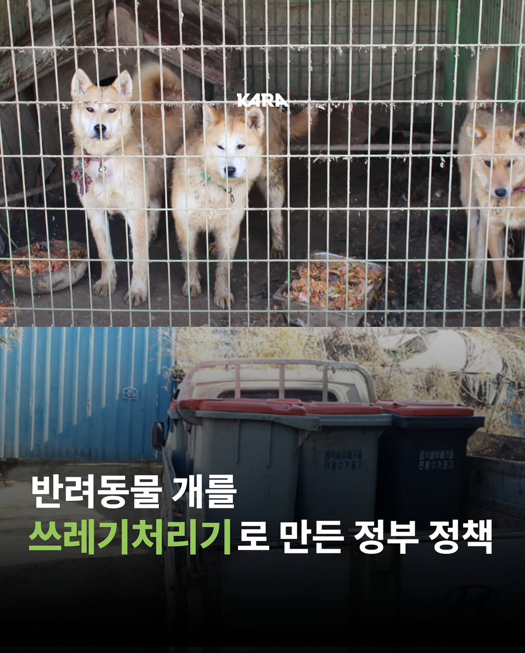 정부가 허락한 동물학대, 음식물 쓰레기 처리수단 ~ing | 인스티즈