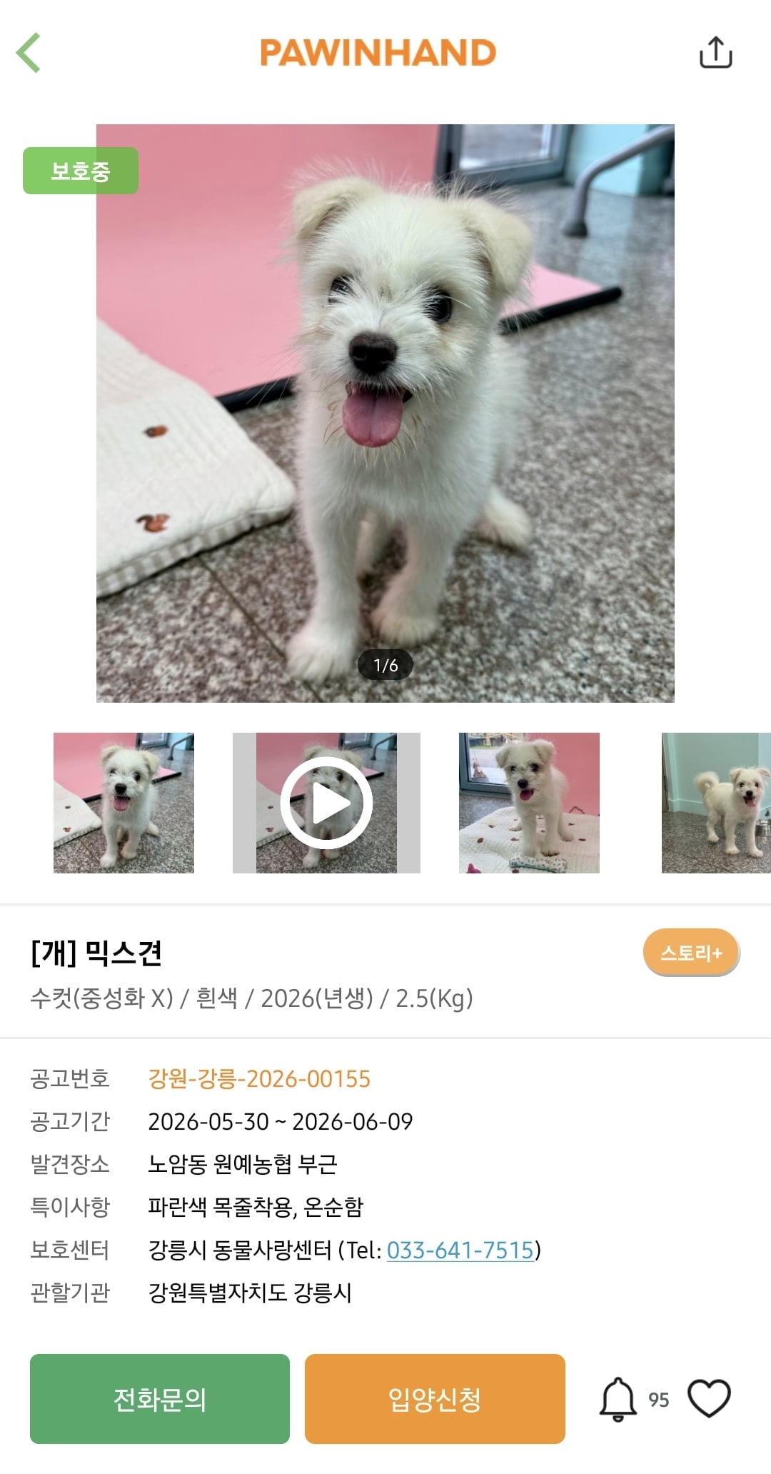 포인핸드에 진짜 아기 품종견 많은지 찾아봄.jpg | 인스티즈