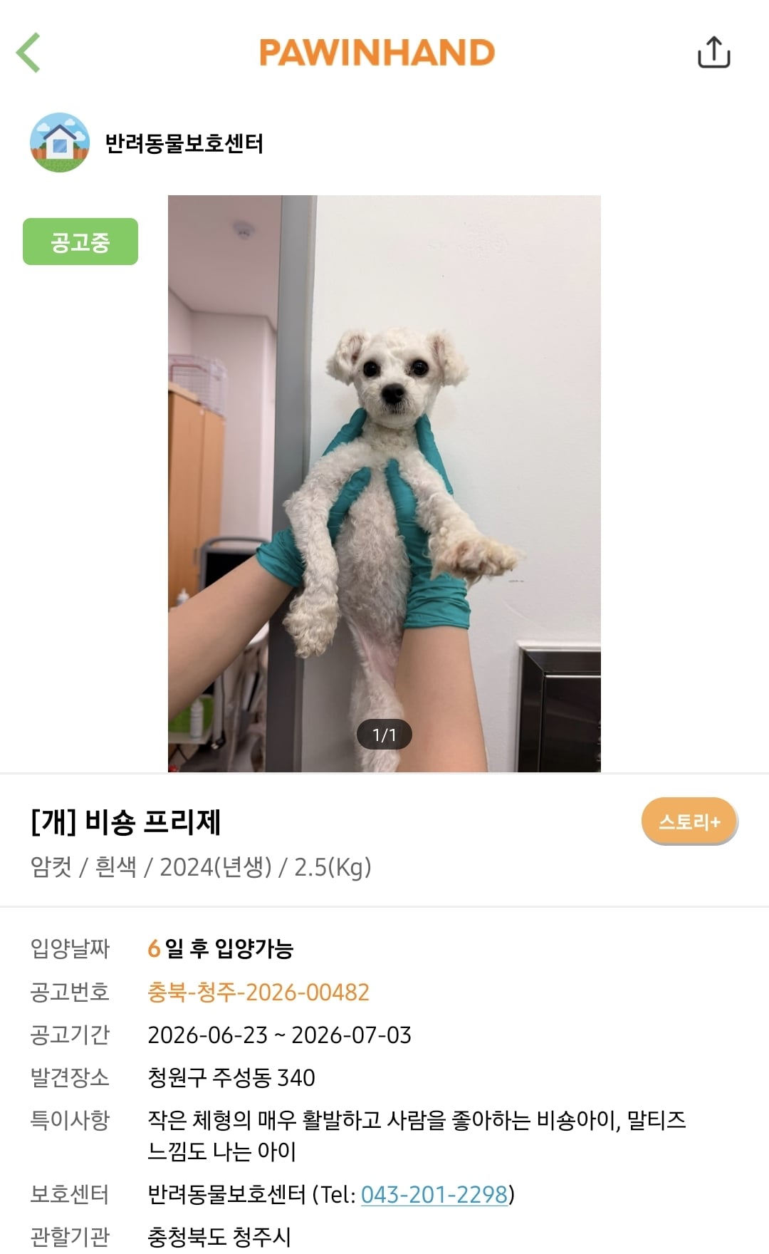 포인핸드에 진짜 아기 품종견 많은지 찾아봄.jpg | 인스티즈