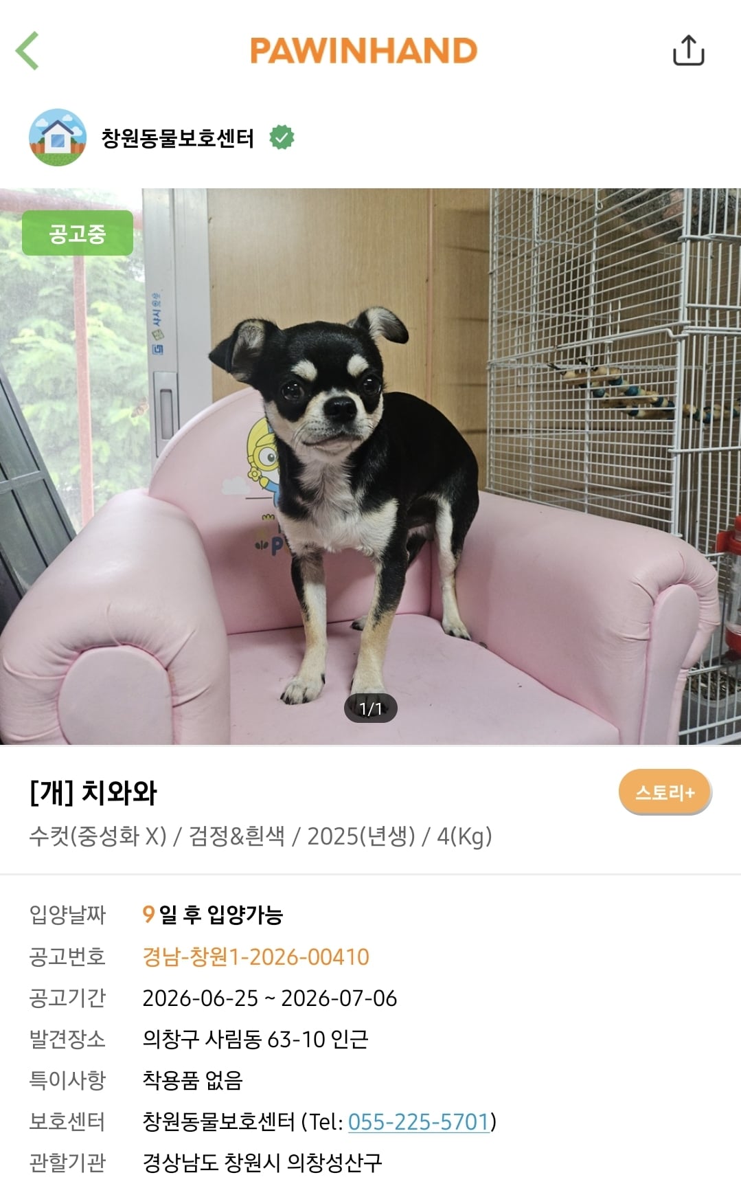 포인핸드에 진짜 아기 품종견 많은지 찾아봄.jpg | 인스티즈