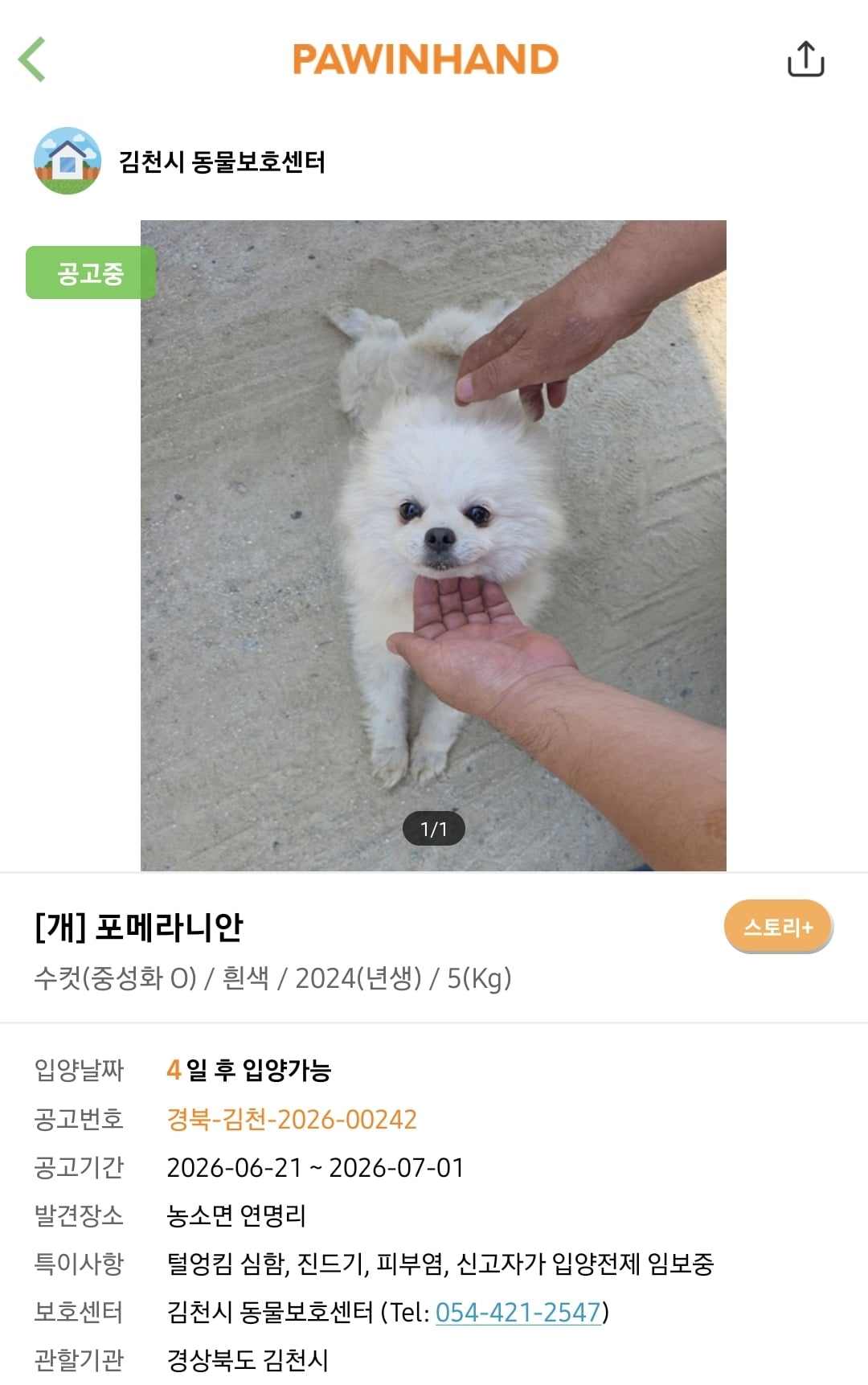 포인핸드에 진짜 아기 품종견 많은지 찾아봄.jpg | 인스티즈