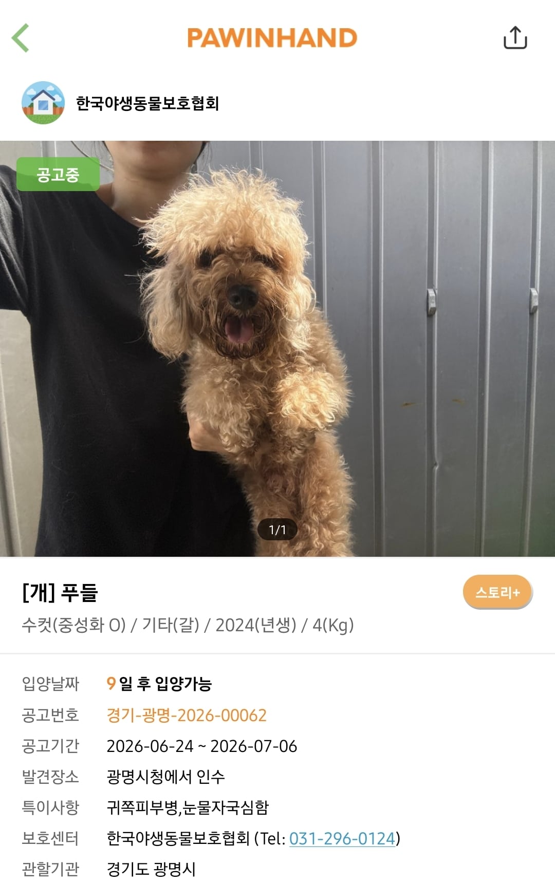 포인핸드에 진짜 아기 품종견 많은지 찾아봄.jpg | 인스티즈