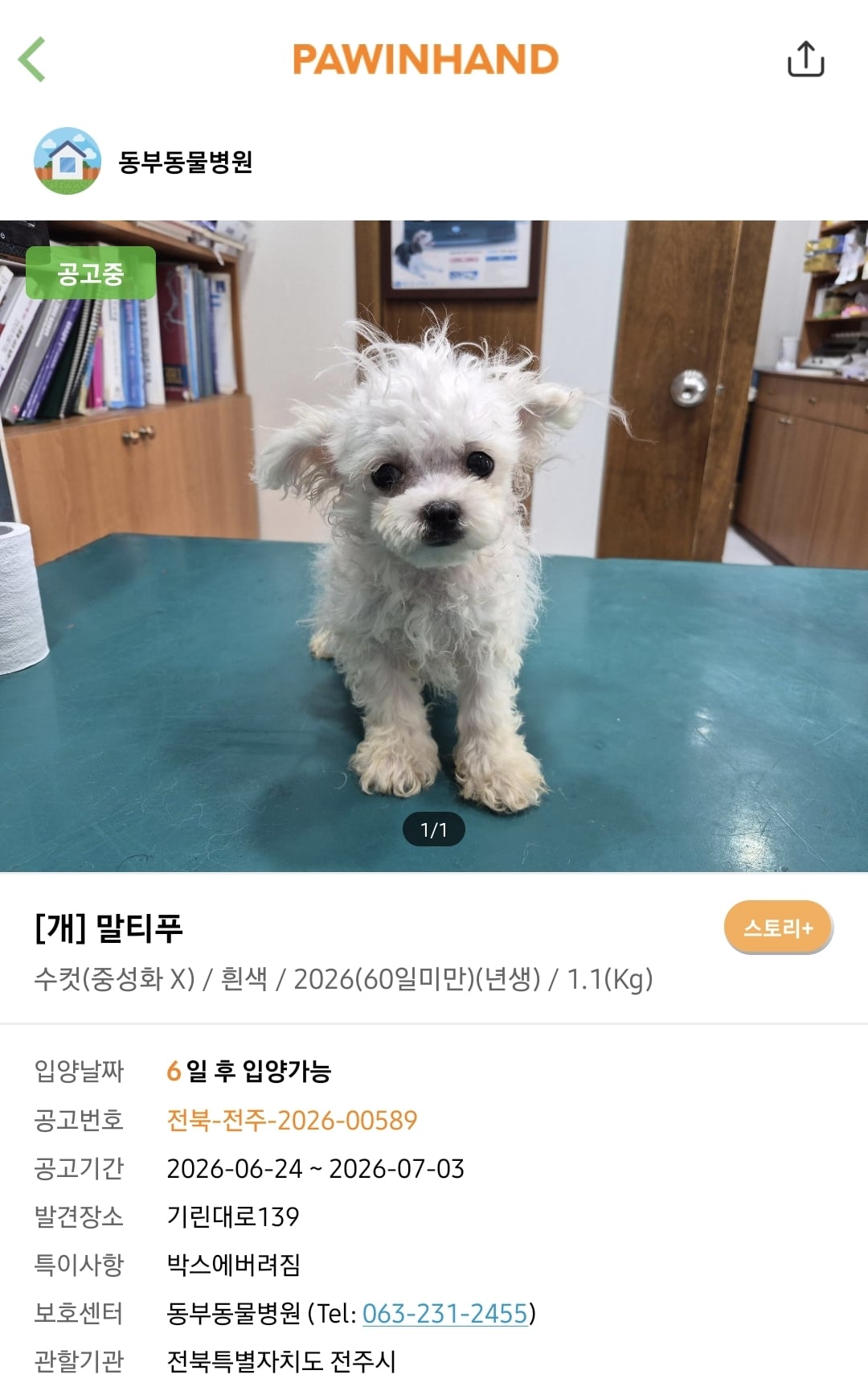 포인핸드에 진짜 아기 품종견 많은지 찾아봄.jpg | 인스티즈