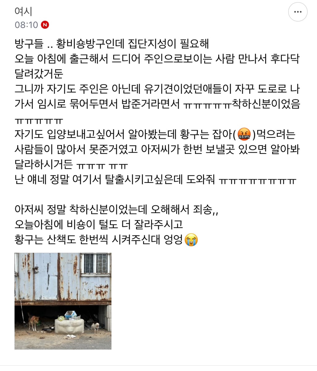 미니비숑 입양할 여시 없을까? | 인스티즈