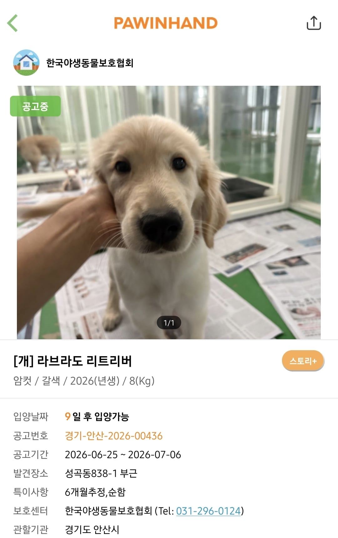 포인핸드에 진짜 아기 품종견 많은지 찾아봄.jpg | 인스티즈