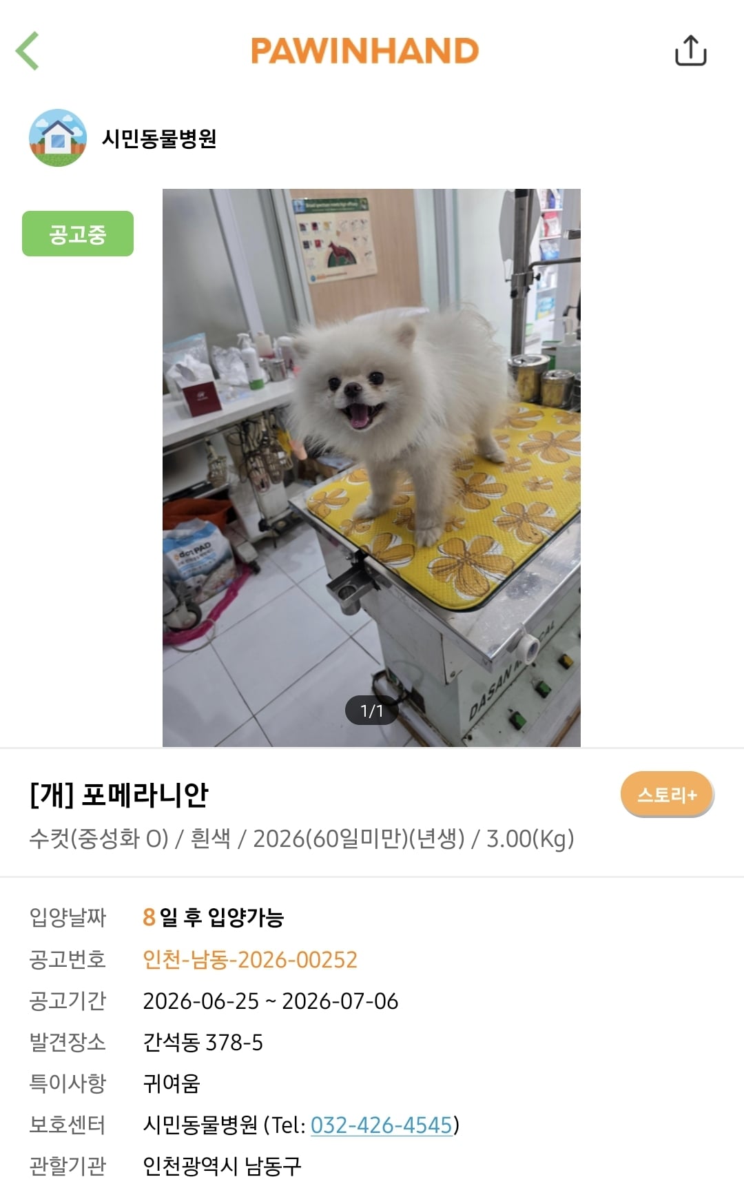 포인핸드에 진짜 아기 품종견 많은지 찾아봄.jpg | 인스티즈
