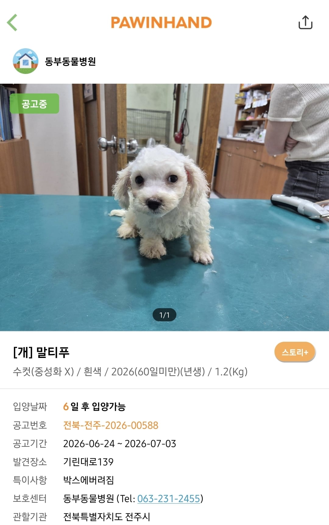 포인핸드에 진짜 아기 품종견 많은지 찾아봄.jpg | 인스티즈
