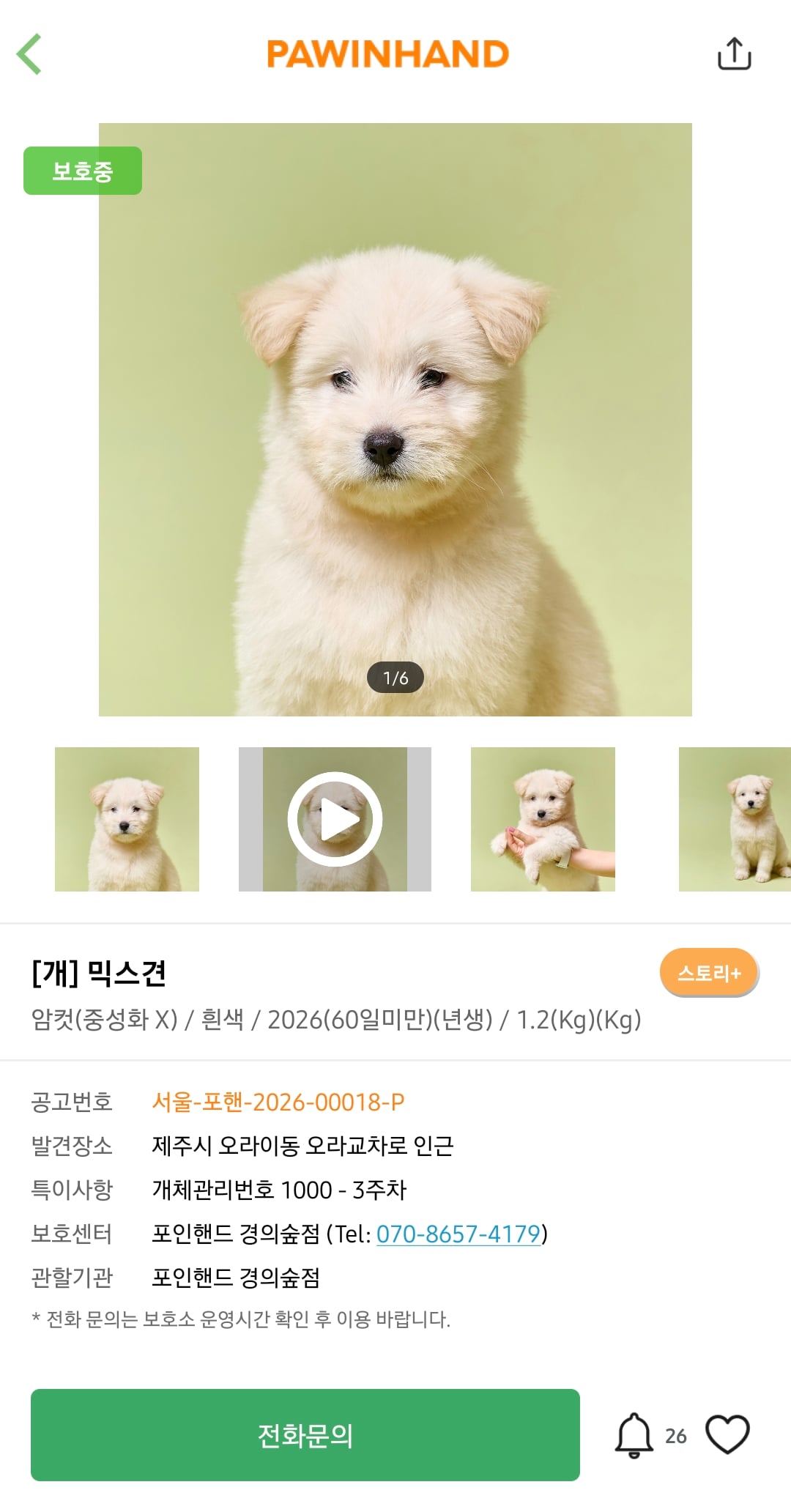 포인핸드에 진짜 아기 품종견 많은지 찾아봄.jpg | 인스티즈