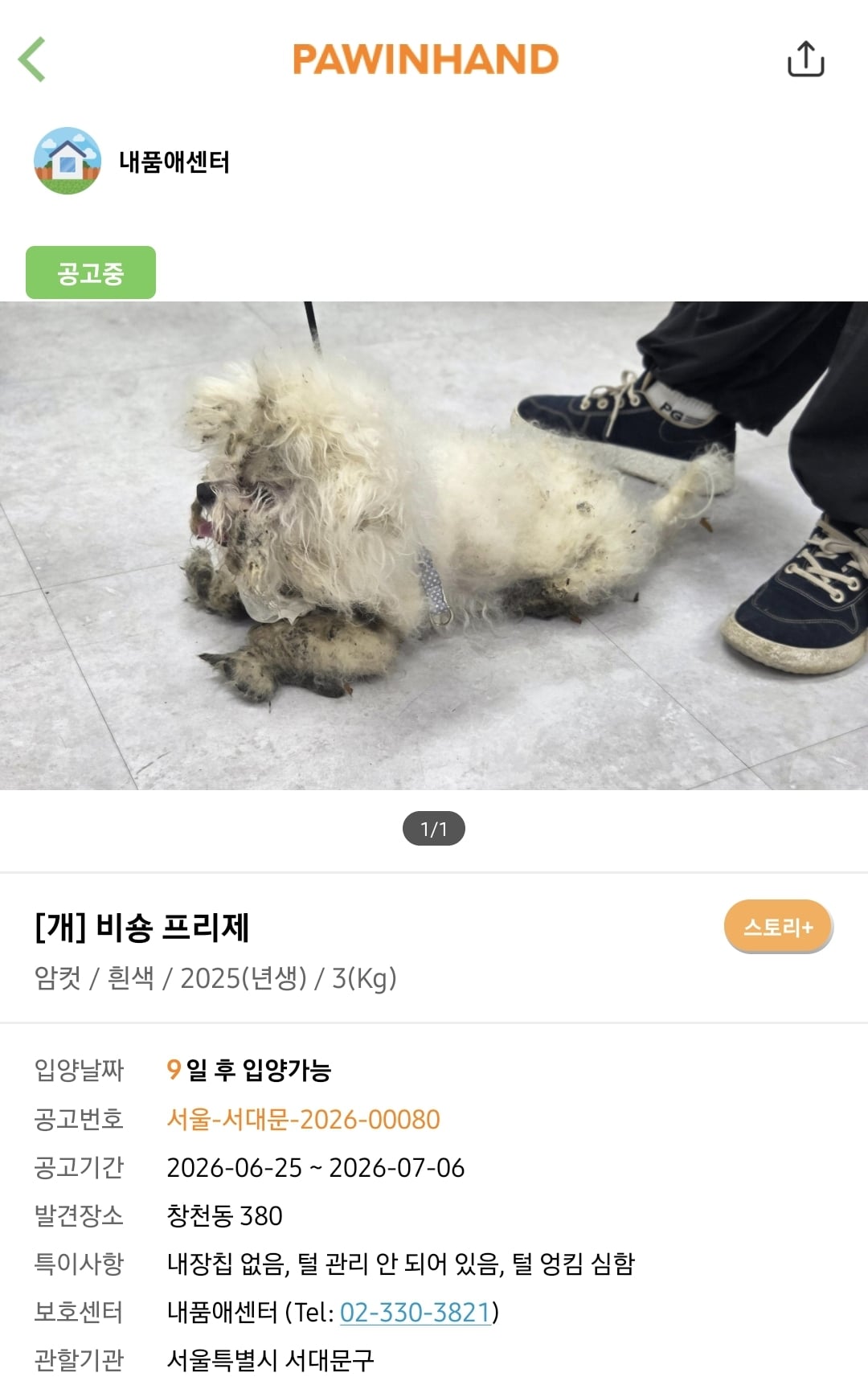 포인핸드에 진짜 아기 품종견 많은지 찾아봄.jpg | 인스티즈