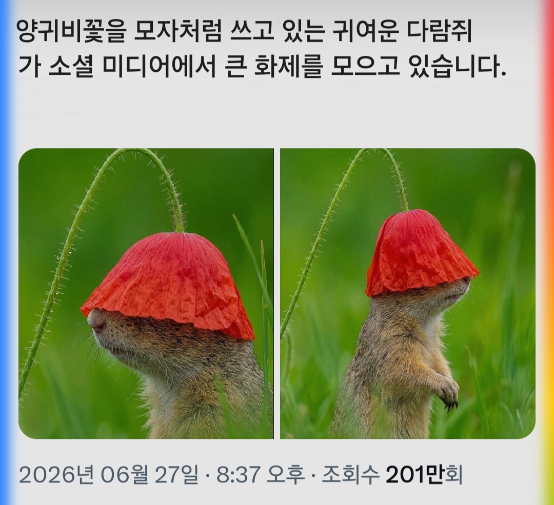 양귀비 모자 쓴 다람쥐 | 인스티즈