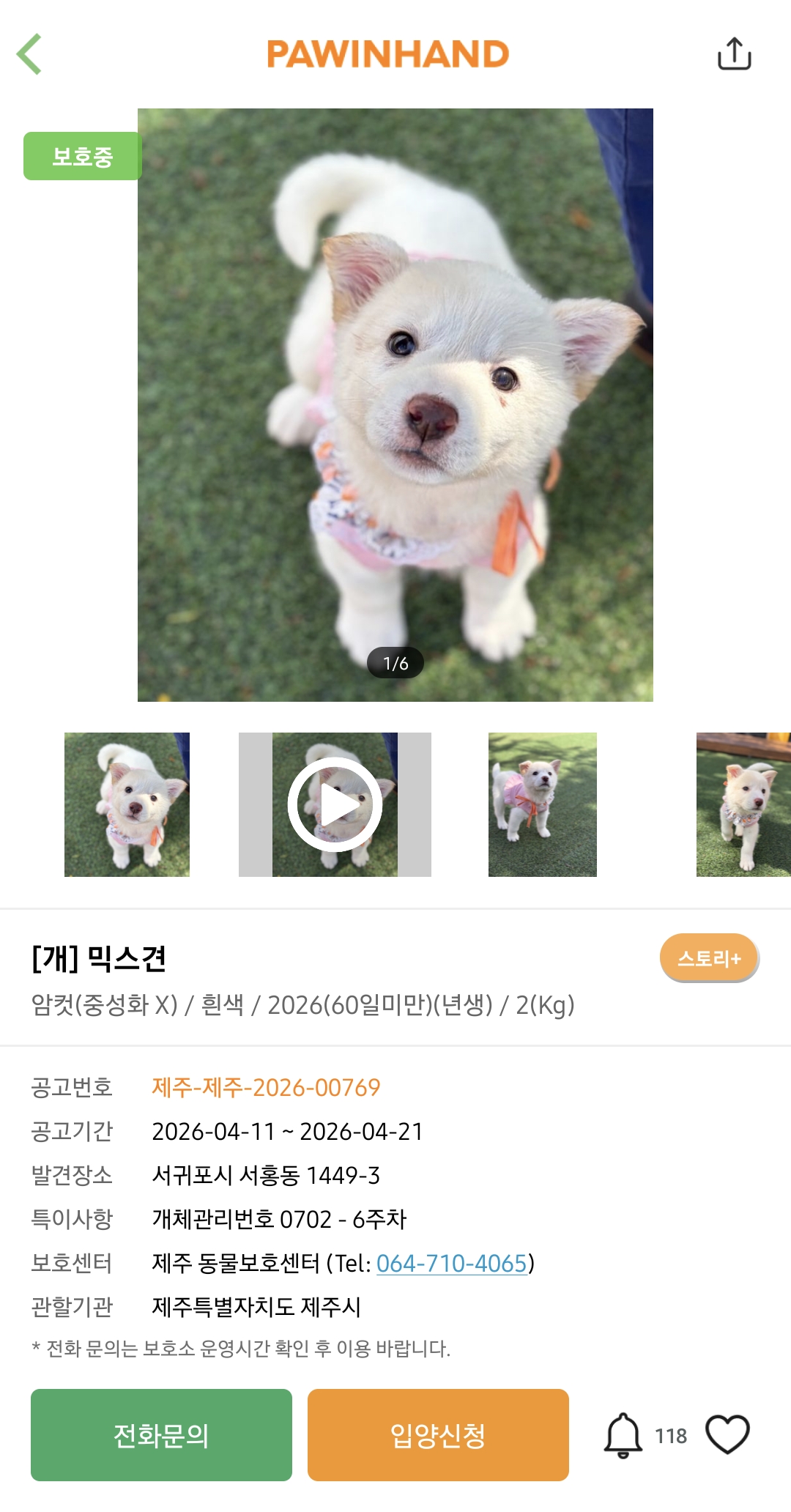 포인핸드에 진짜 아기 품종견 많은지 찾아봄.jpg | 인스티즈