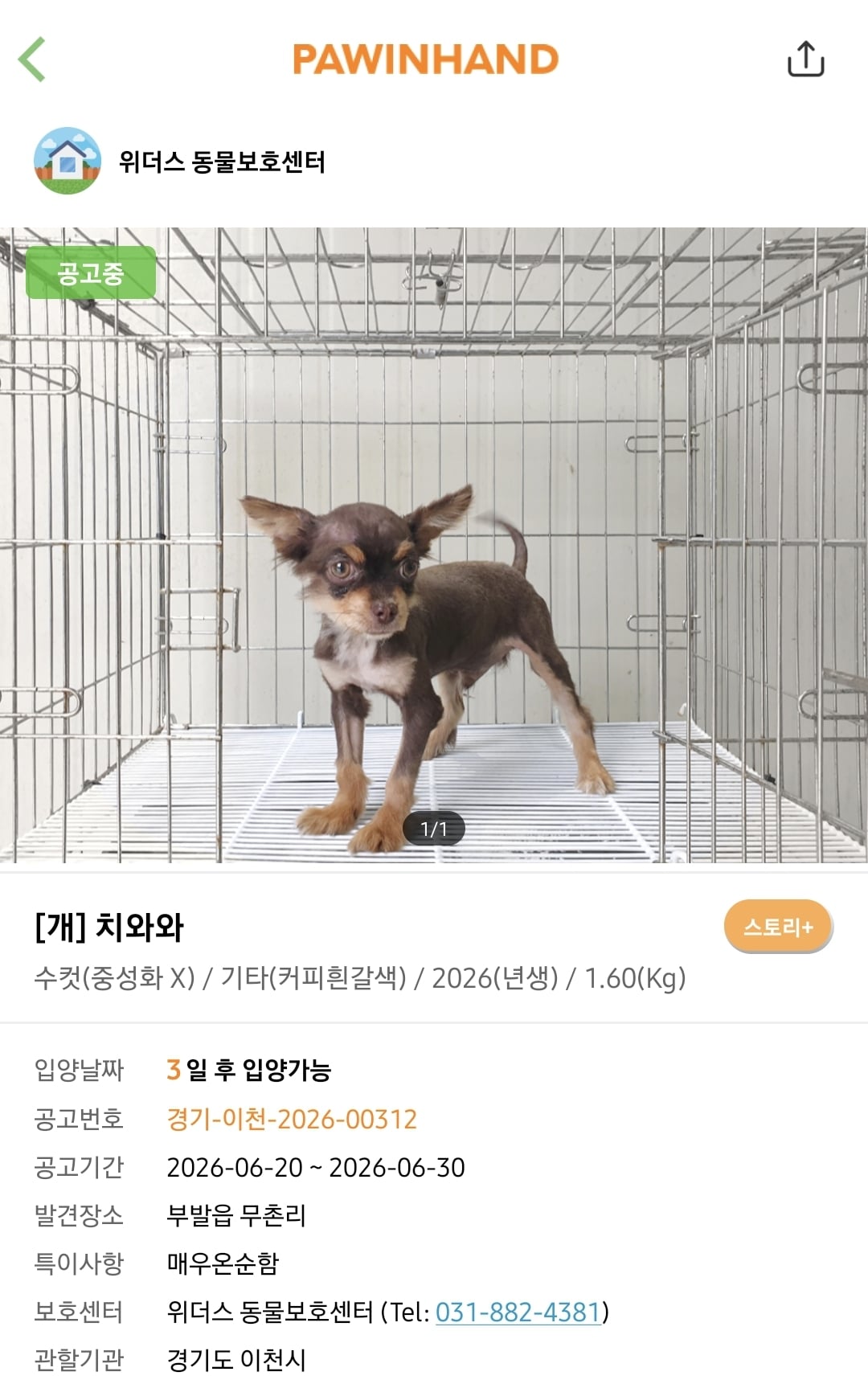 포인핸드에 진짜 아기 품종견 많은지 찾아봄.jpg | 인스티즈
