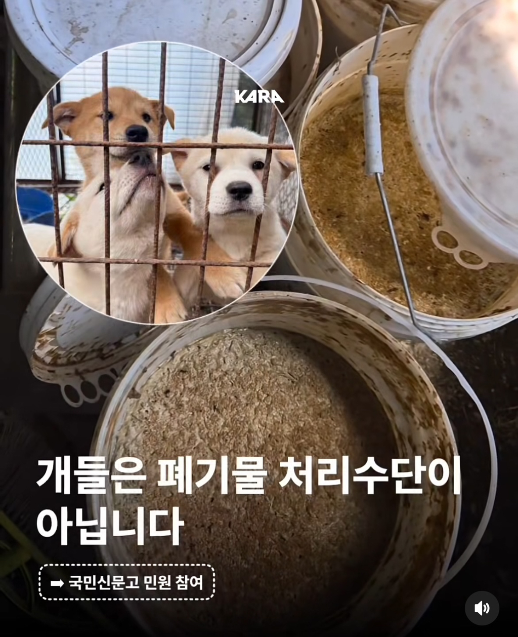 정부가 허락한 동물학대, 음식물 쓰레기 처리수단 ~ing | 인스티즈