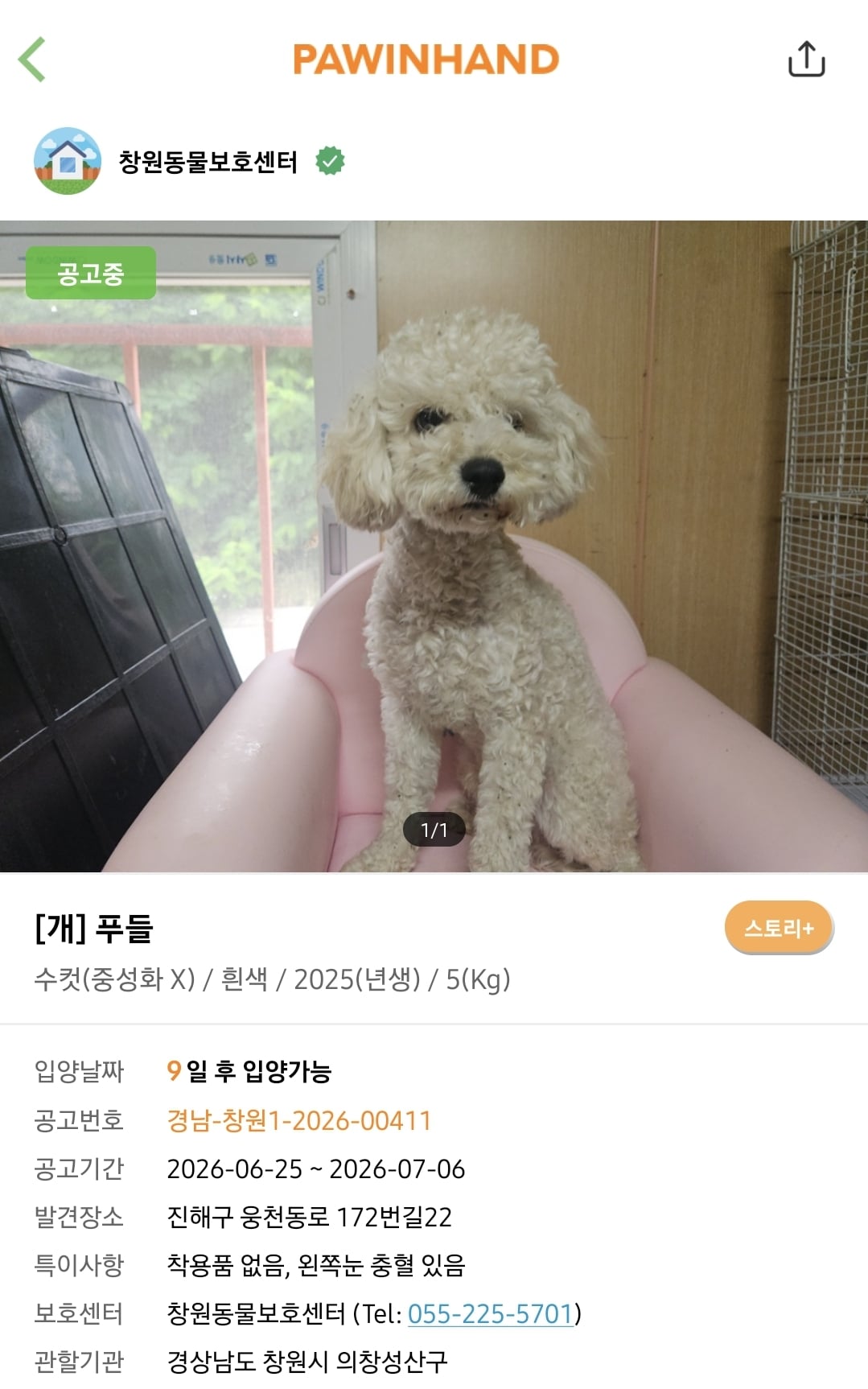포인핸드에 진짜 아기 품종견 많은지 찾아봄.jpg | 인스티즈