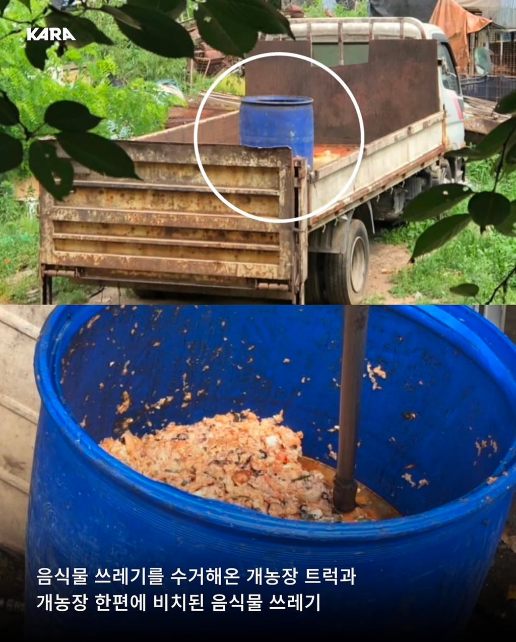 정부가 허락한 동물학대, 음식물 쓰레기 처리수단 ~ing | 인스티즈
