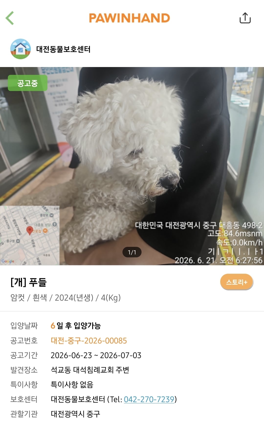 포인핸드에 진짜 아기 품종견 많은지 찾아봄.jpg | 인스티즈