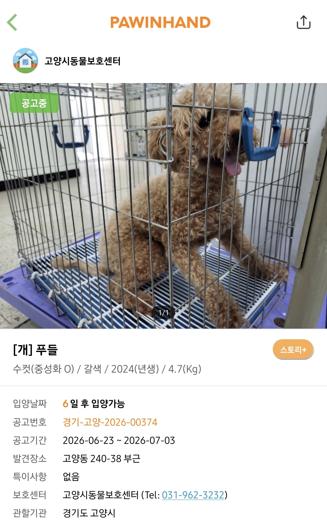 포인핸드에 진짜 아기 품종견 많은지 찾아봄.jpg | 인스티즈