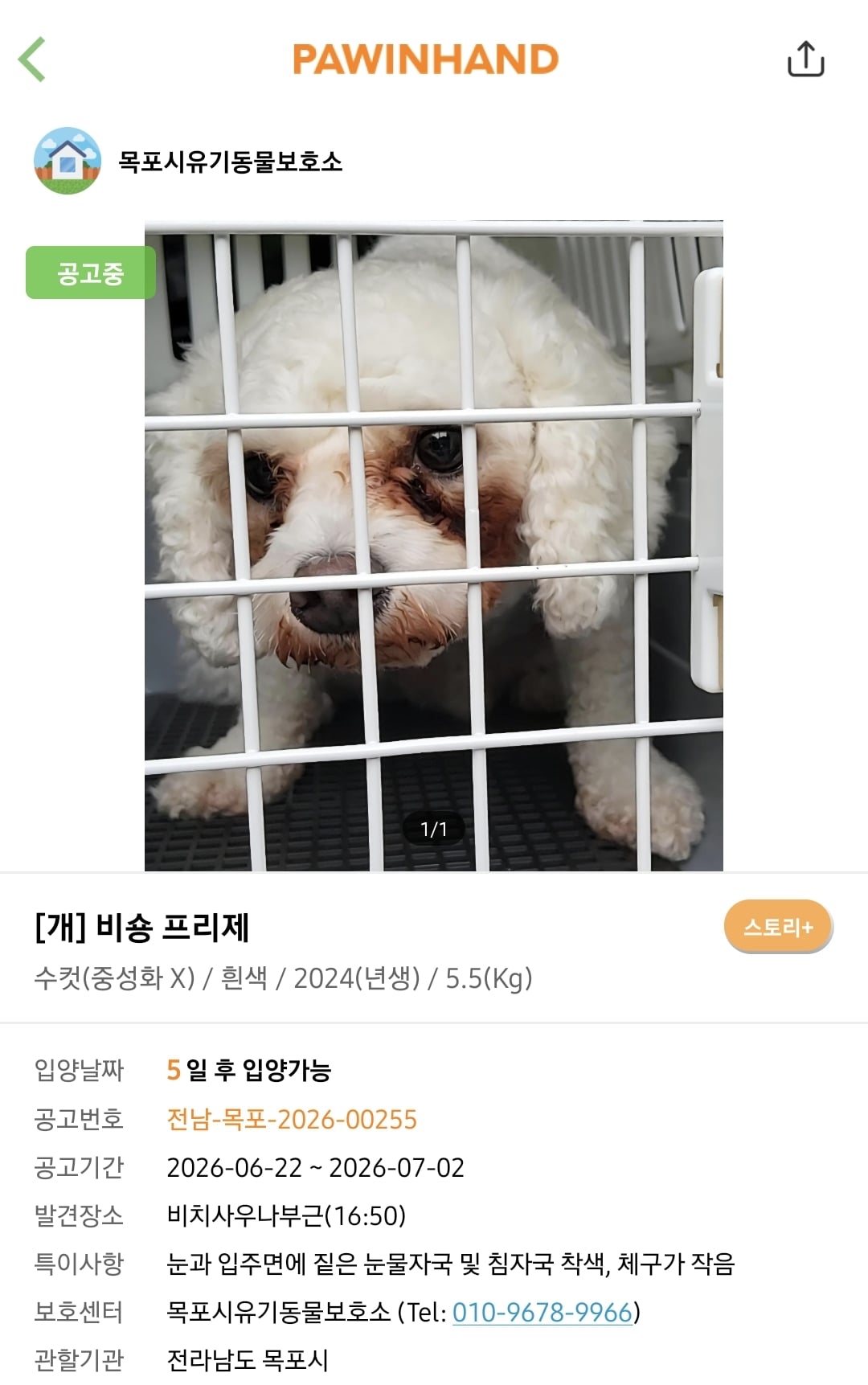 포인핸드에 진짜 아기 품종견 많은지 찾아봄.jpg | 인스티즈