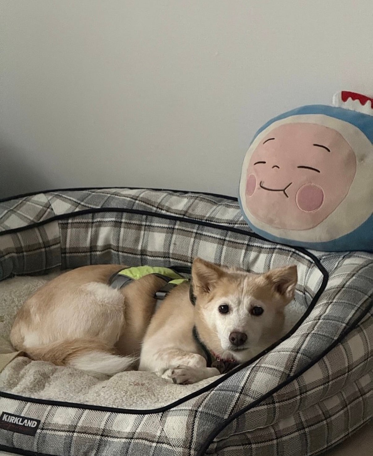 7년의 기다림 +🐶단기임보 | 인스티즈