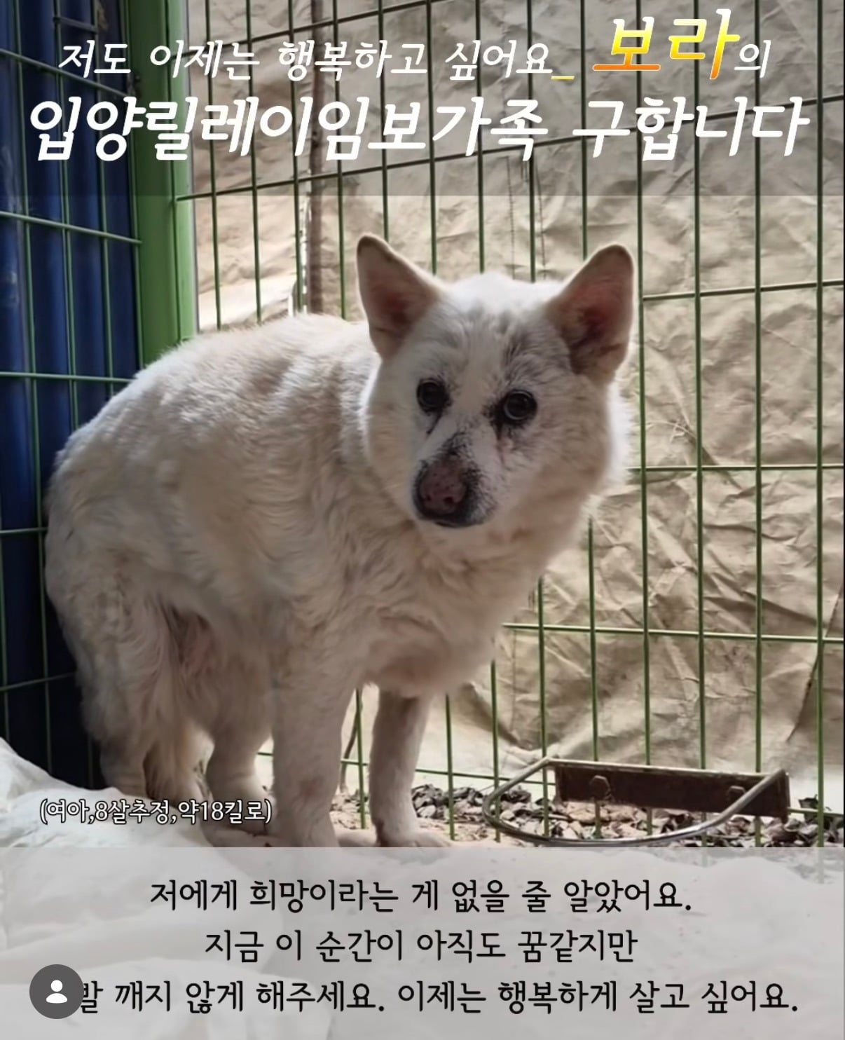 7년의 기다림 +🐶단기임보 | 인스티즈